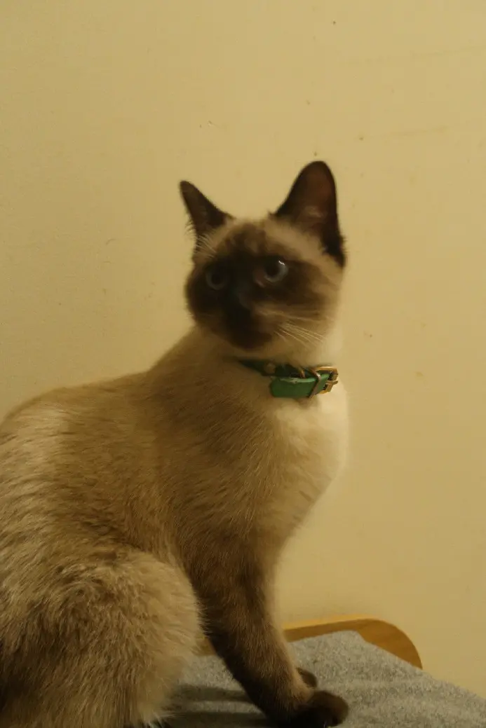 Chatte Perdue 94 Val-de-Marne - Jannah Chatte Perdue 94 Val-de-Marne - Jannah