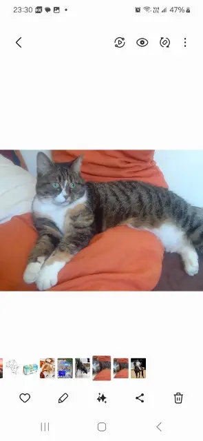 chatte lost    Saint-Maur-des-Fossés Jennie