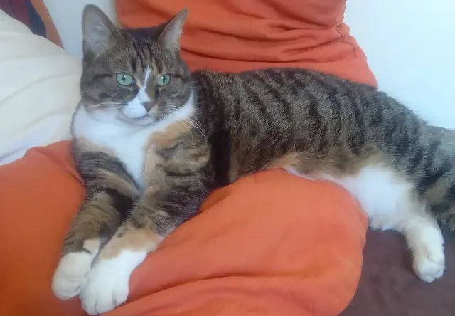 chatte lost    Saint-Maur-des-Fossés Jennie