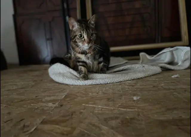 chatte lost   94130 Nogent-sur-Marne Joy