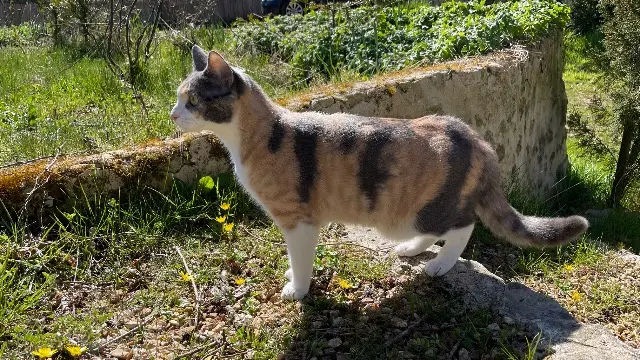 chatte lost   94130 Nogent-sur-Marne June