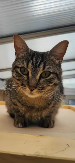 chatte lost   94500 Champigny-sur-Marne Kali