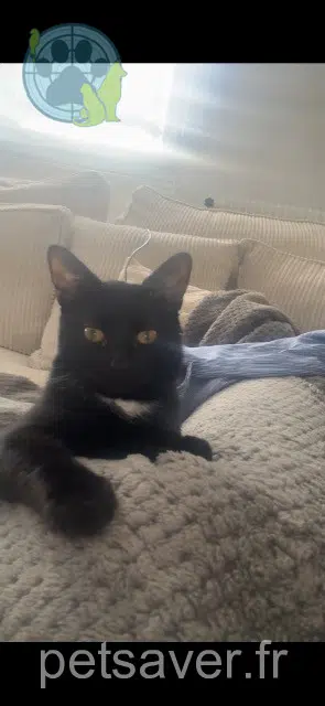 Katze lost   94110 Arcueil Keiko