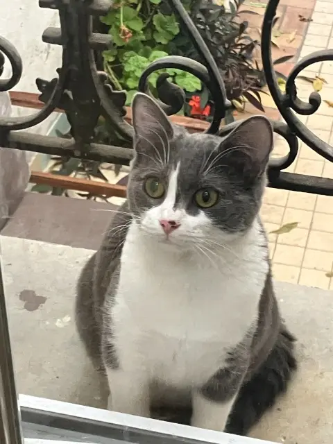 chatte lost   94120 Fontenay-sous-Bois Kheops