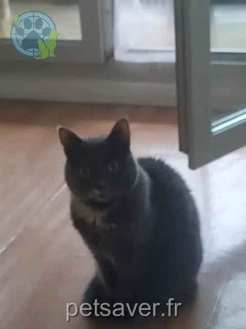 Katze lost   94290 Villeneuve-le-Roi Kiera