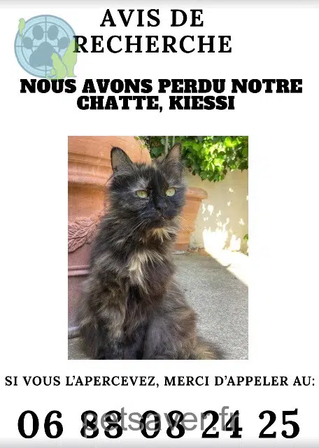 chatte perdue 94400 Vitry-sur-Seine Kiessi chatte lost 94400 Vitry-sur-Seine Kiessi