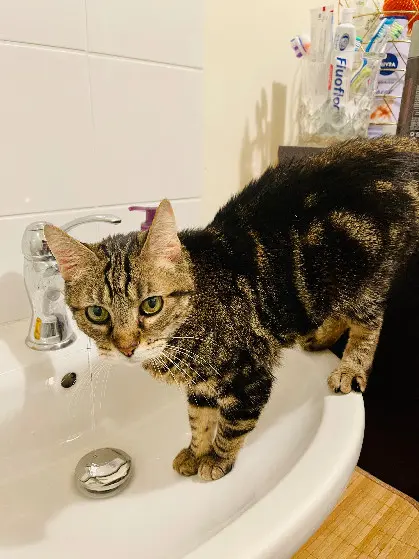 Chatte Perdue 94 Val-de-Marne Chatte Perdue 94 Val-de-Marne