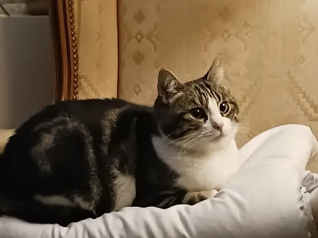 chatte lost   94000 Créteil Layla