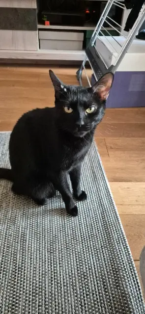 chatte lost   94450 Limeil-Brévannes Leia
