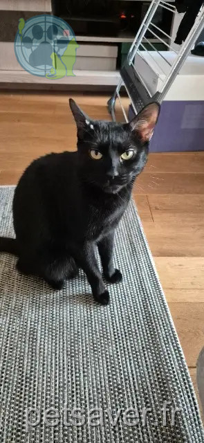 chatte perdue 94450 Limeil-Brévannes Leia chatte lost 94450 Limeil-Brévannes Leia