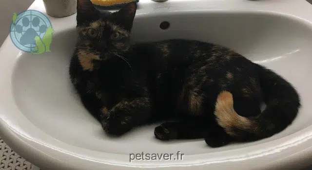 chatte lost   94230 Cachan Leya
