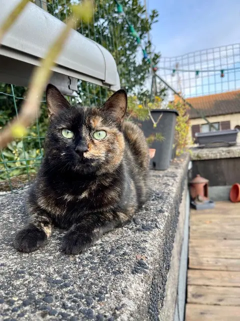 chatte lost   94400 Vitry-sur-Seine Lita