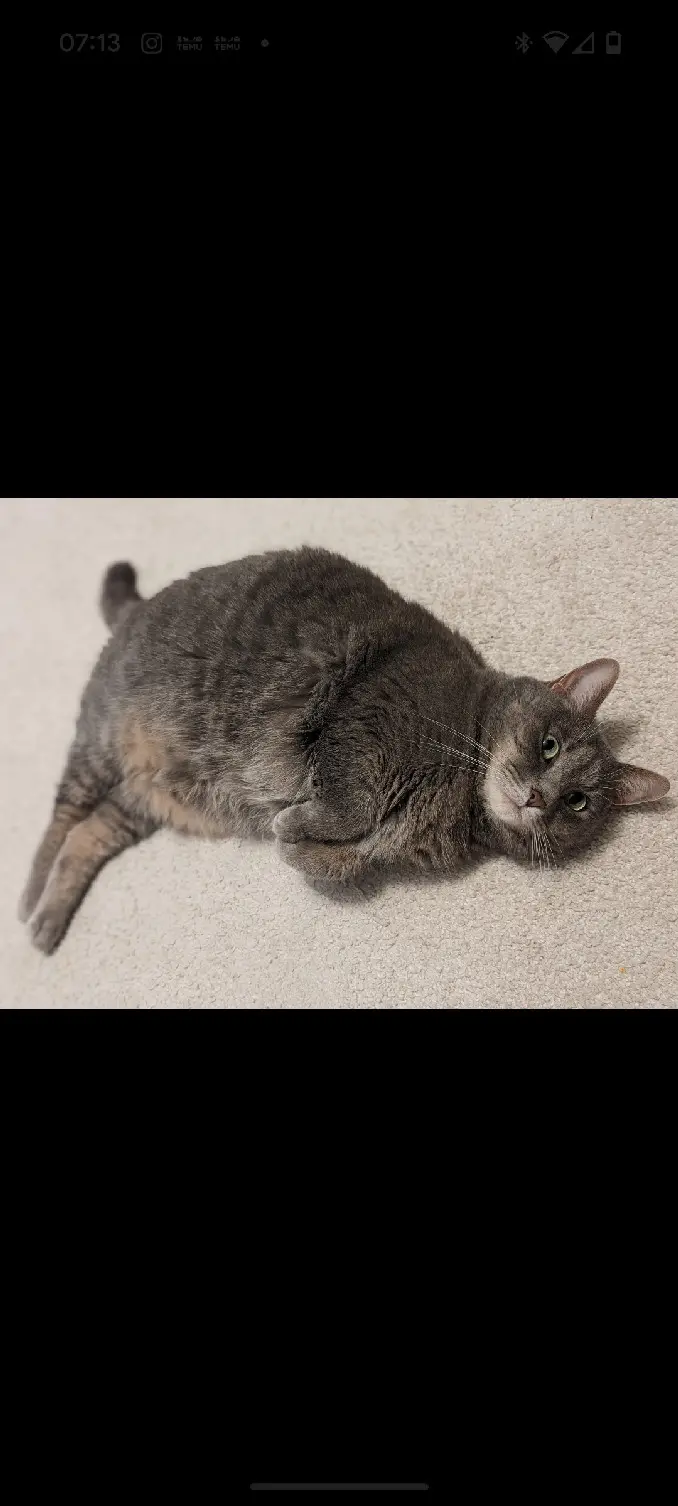 Chatte Perdue 94 Val-de-Marne - Lokie Chatte Perdue 94 Val-de-Marne - Lokie