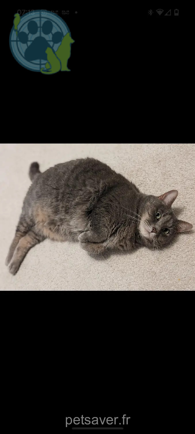 Chatte Perdue 94 Val-de-Marne - Lokie Chatte Perdue 94 Val-de-Marne - Lokie