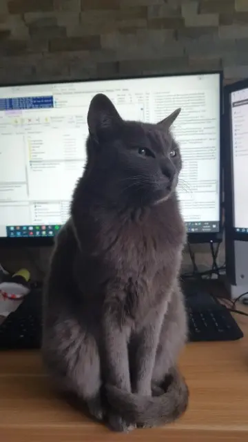 chatte lost   94120 Fontenay-sous-Bois Lolie