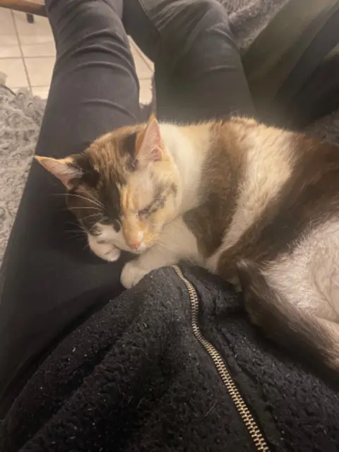chatte lost    Saint-Maur-des-Fossés Louna