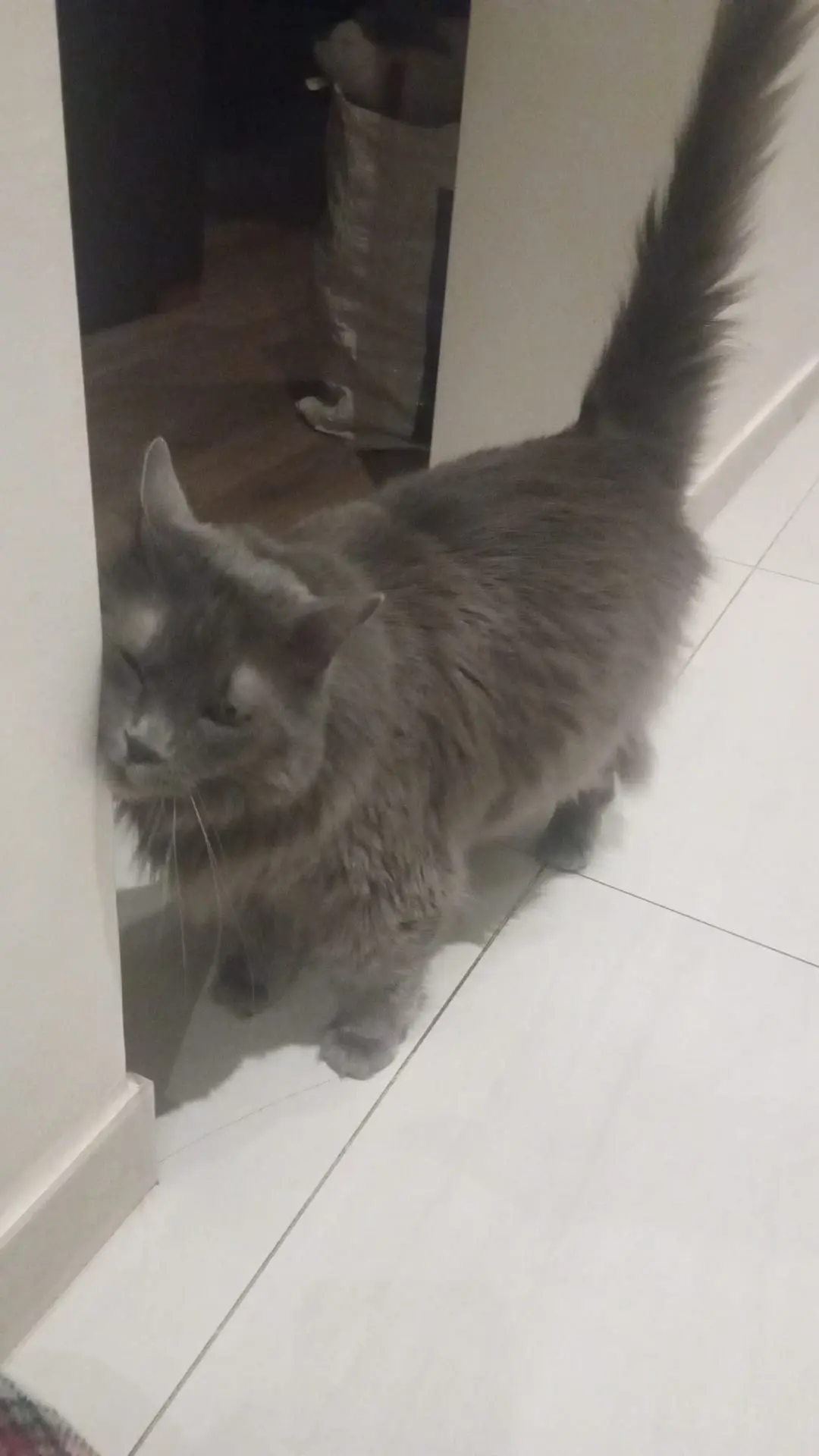 Chatte Perdue 94 Val-de-Marne Chatte Perdue 94 Val-de-Marne