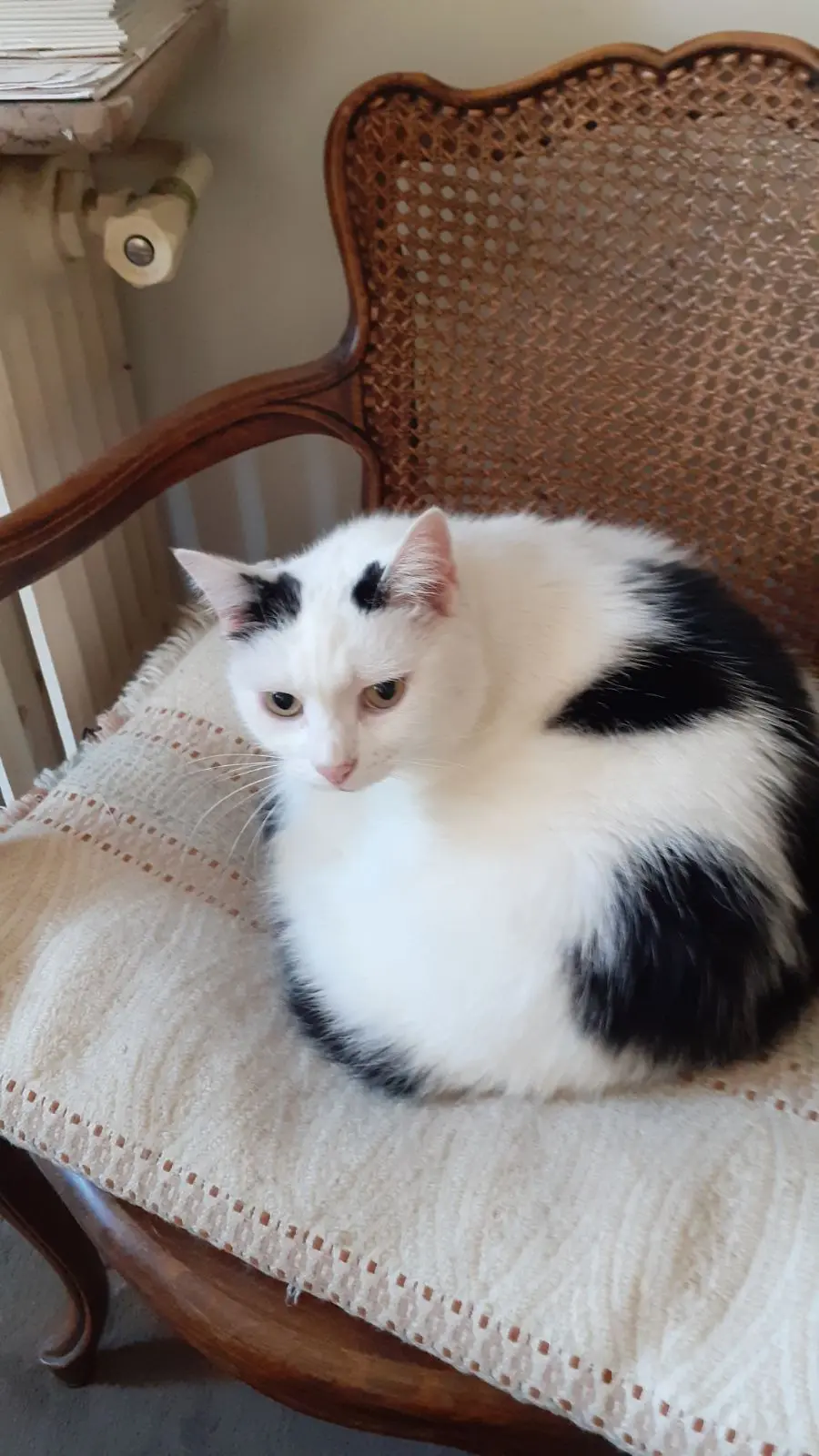 Chatte Perdue 94 Val-de-Marne - Luna Chatte Perdue 94 Val-de-Marne - Luna
