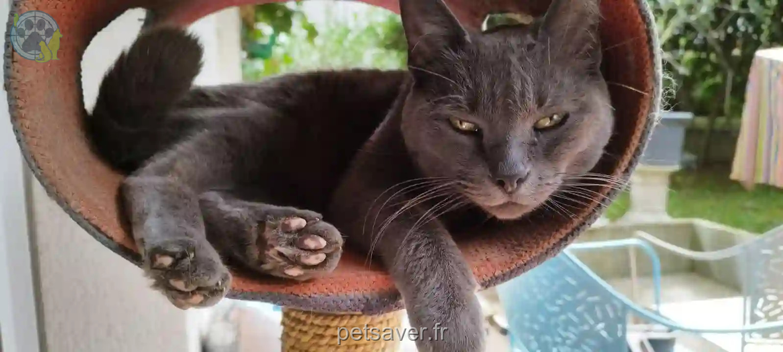 Chatte Perdue 94 Val-de-Marne - Lyra Chatte Perdue 94 Val-de-Marne - Lyra