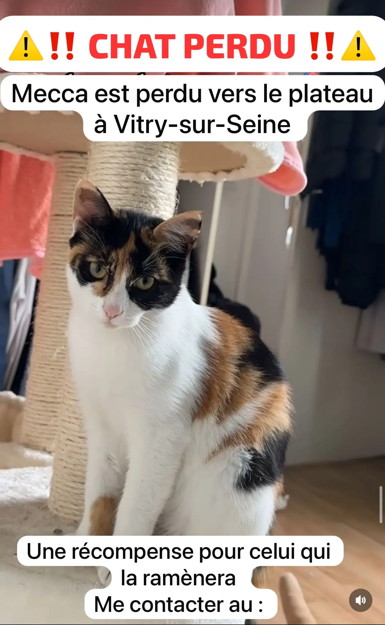 Chatte Perdue 94 Val-de-Marne - Mecca Chatte Perdue 94 Val-de-Marne - Mecca