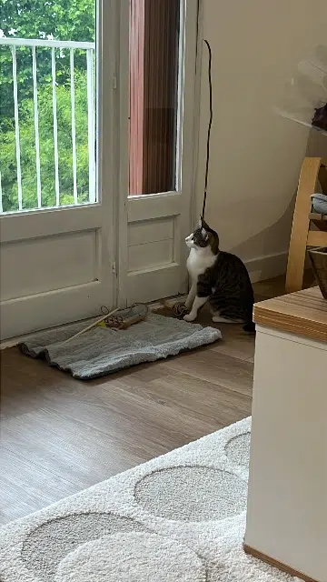 chatte lost   94000 Créteil Mia