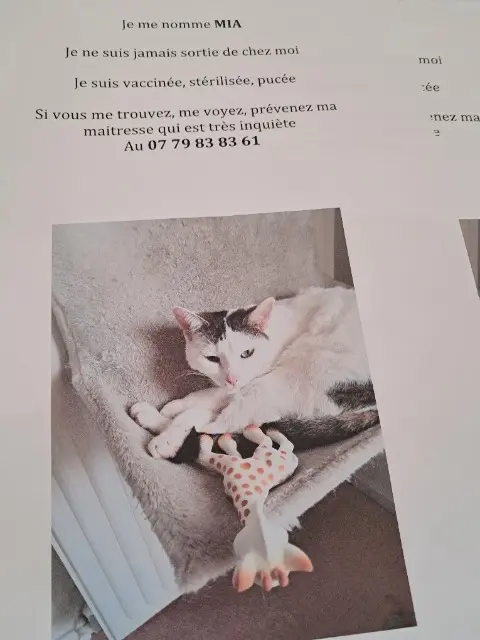 chatte lost   94250 Gentilly Mia