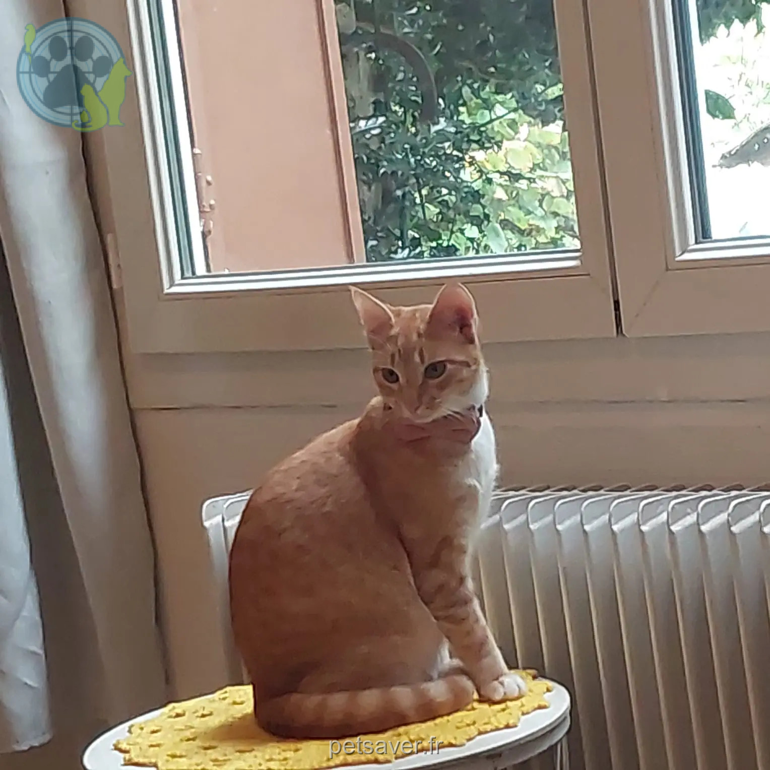 Chatte Perdue 94 Val-de-Marne - Mika Chatte Perdue 94 Val-de-Marne - Mika