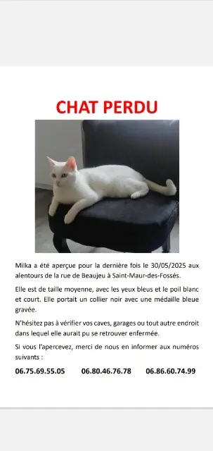 chatte lost    Saint-Maur-des-Fossés Milka