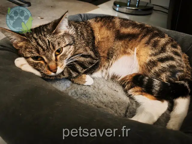 chatte lost   94370 Sucy-en-Brie Milka