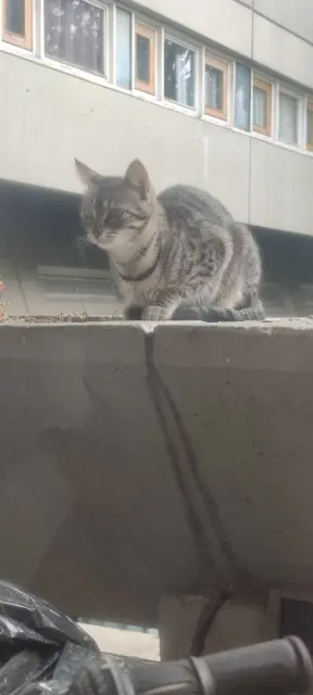 chatte lost   94200 Ivry-sur-Seine Milo