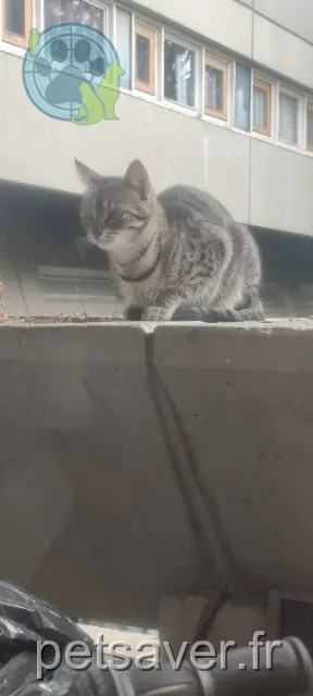 chatte perdue 94200 Ivry-sur-Seine Milo chatte lost 94200 Ivry-sur-Seine Milo