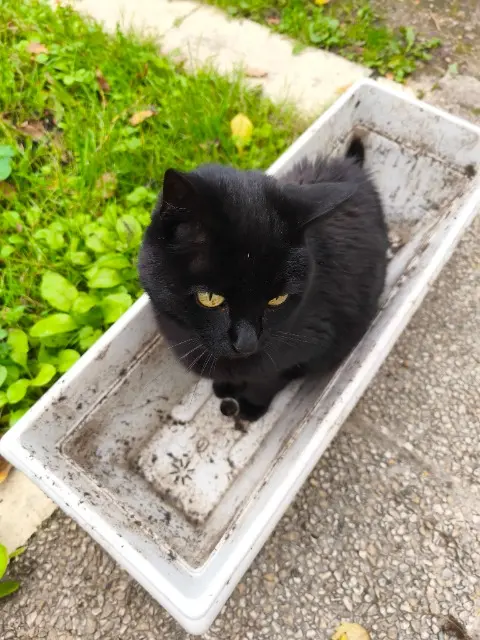 chatte lost   94000 Créteil Mimi