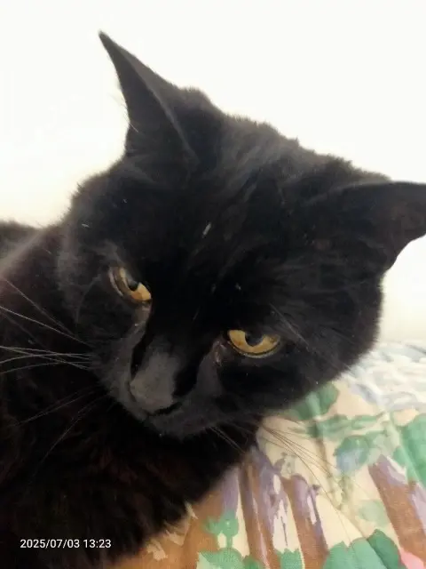 chatte lost   94000 Créteil Mimi