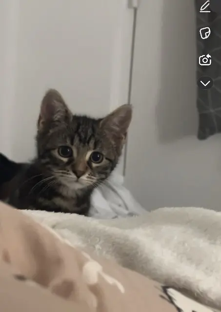 chatte lost   94000 Créteil mimi