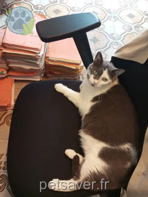 kat vermist 94190 Villeneuve-Saint-Georges Minette kat lost 94190 Villeneuve-Saint-Georges Minette