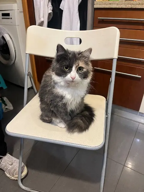 chatte lost   94300 Vincennes Minou