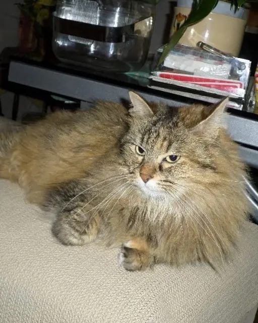 chatte lost   94150 Rungis Minouche