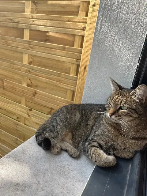 chatte lost   94130 Nogent-sur-Marne Miso