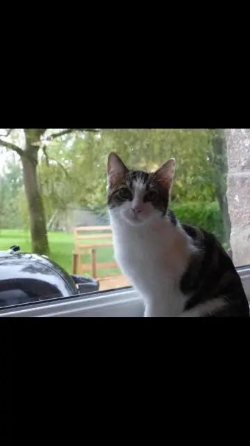 chatte perdue 94350 Villiers-sur-Marne Miya Paris chatte lost 94350 Villiers-sur-Marne Miya Paris