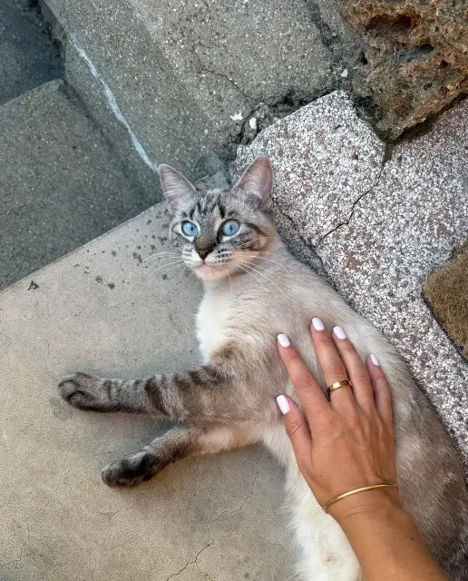 chatte lost   94400 Vitry-sur-Seine Mochi