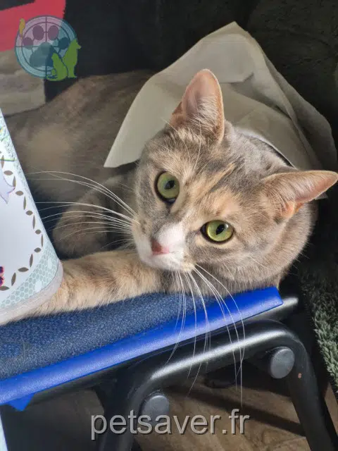 chatte lost   94800 Villejuif Mya