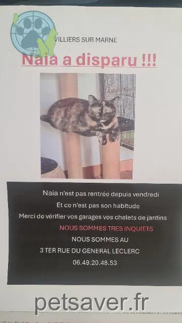 chatte lost 94350 Villiers-sur-Marne Naia