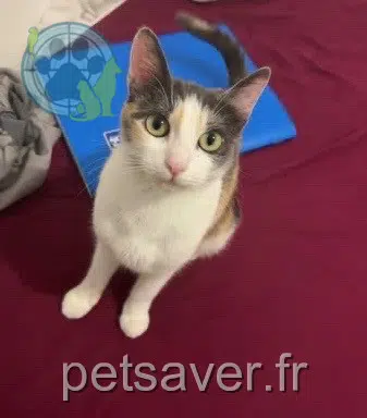 chatte lost   94430 Chennevières-sur-Marne Nala