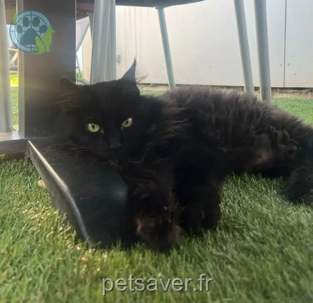 kat vermist 94500 Champigny-sur-Marne Nala kat lost 94500 Champigny-sur-Marne Nala