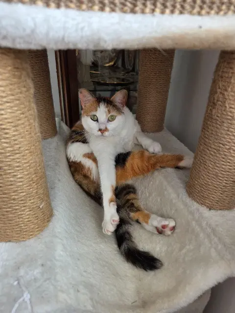 chatte lost   94500 Champigny-sur-Marne Nala