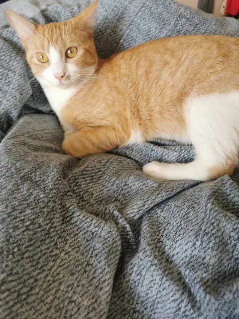 chatte lost   94800 Villejuif Nana