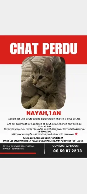 chatte lost   94470 Boissy-Saint-Léger Nayah