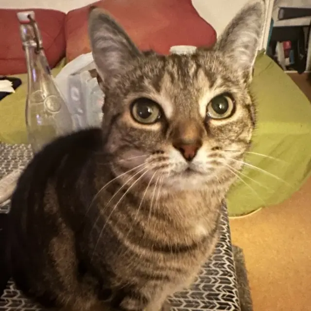 chatte lost   94120 Fontenay-sous-Bois Nidalee