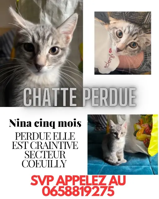 cat lost   94500 Champigny-sur-Marne Nina