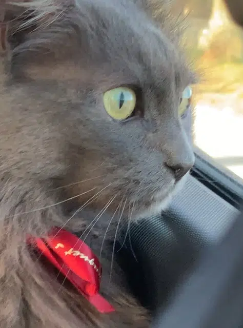 chatte lost   94440 Santeny Nini